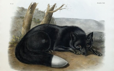 Audubon Lithograph, American Black or Silver Fox