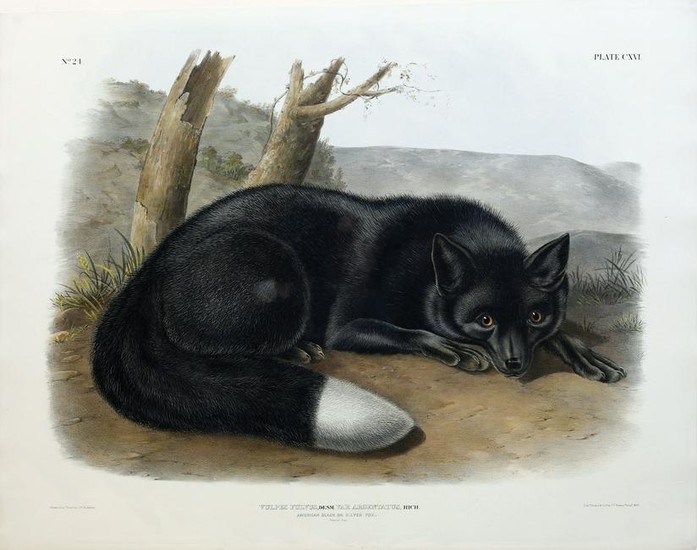 Audubon Lithograph, American Black or Silver Fox