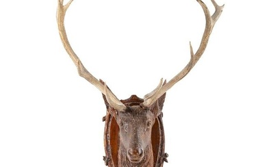 Black Forest Carved Stag Mount with Antlers