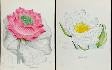 Burnett - Pair of Water Lily Lithographs