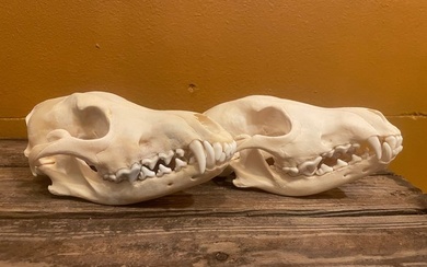 Coyote Mammal skull - Canis latrans - 10 cm - 10 cm - 20 cm - (2)