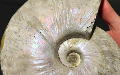 Fantastic Ammonite - Two sides - Iridescent - Opalized - Aioloceras Besairie - 195×160×40 mm