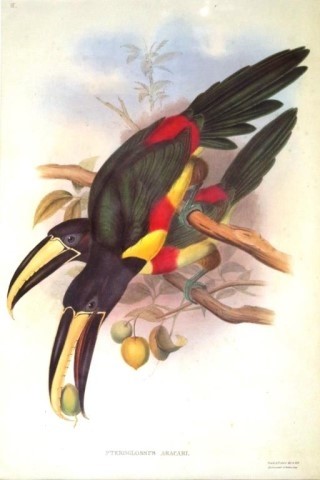 Gould print Birds of South America Toucans in birds eye mapl...
