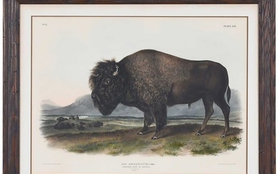 John James Audubon, American Bison or Buffalo
