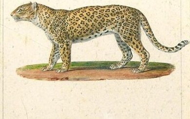 Meunier watercolor. Buffon commission, cheetah & bobcat