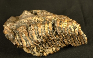 Molaire de mammouth fossile : Eléphas primigenius... - Lot 55 - FEE - Stanislas Machoïr