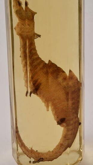 Museum Quality Preserved Seahorse