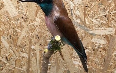 Northern Carmine Bee-eater - on natural perch - Merops nubicus - 24×22×18 cm