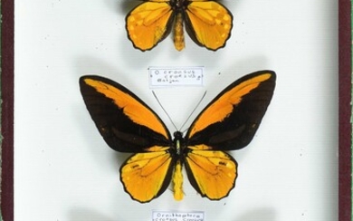 Ornithoptera croesus croesus 2 mâles + 1 femelle Cites annexe II B