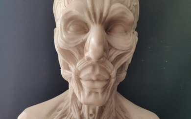 Sculpture, Busto Anatomico finemente definito, dal Modello di Houdon - H 60 cm - 60 cm - Marble