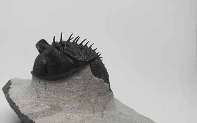 Spiny Trilobite - Trilobite : Erbenochile - Erbenochile
