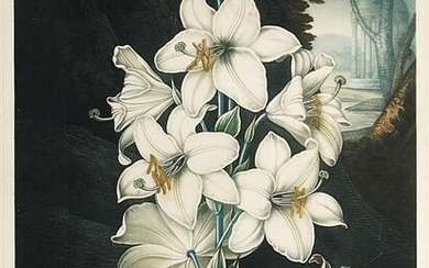 The White Lily, with Variegated Leaves.