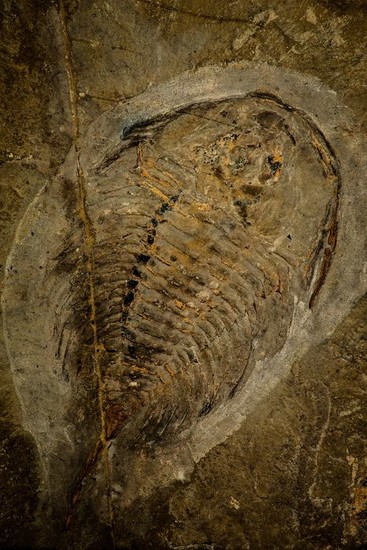 Unique Museum Grade Olenellus sp Lower Cambrian Trilobite - Canada