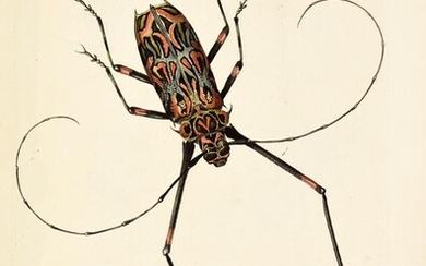 VOET, Johannes Eusebius - Catalogus systematicus coleopterorum. Catalogue systematique des coleopteres. Systematische naamlijst van dat geslacht van insecten dat men torren noemt.