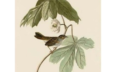 c1946 Audubon Print, #64 Swamp Sparrow