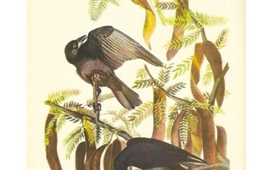 c1950 Audubon Print, Fish Crow
