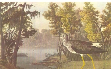 c1950 Audubon Print, Lesser Yellow-Legs