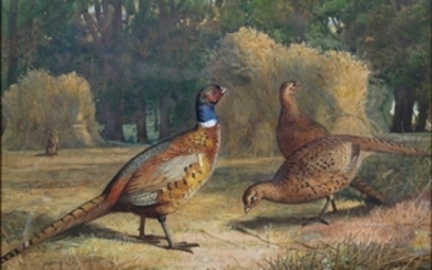 Thorburn Pheasant Watercolor