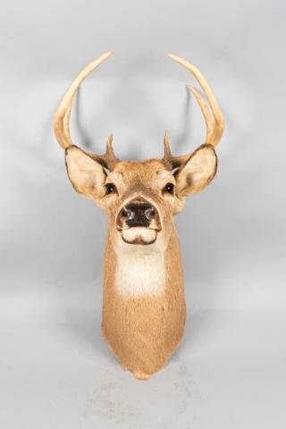 6 Point White Tailed Deer Shoulder Mount Taxidermy