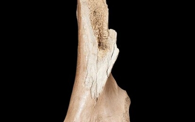 AN EXTINCT WOOLLY MAMMOTH (MAMMUTHUS PRIMIGENIUS) LIMB BONE, PLEISTOCENE, 100,000 YEARS OLD