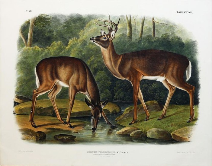 Audubon Lithograph, Common or Virginian Deer