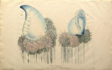 Chrois Lithograph of a Jellyfish