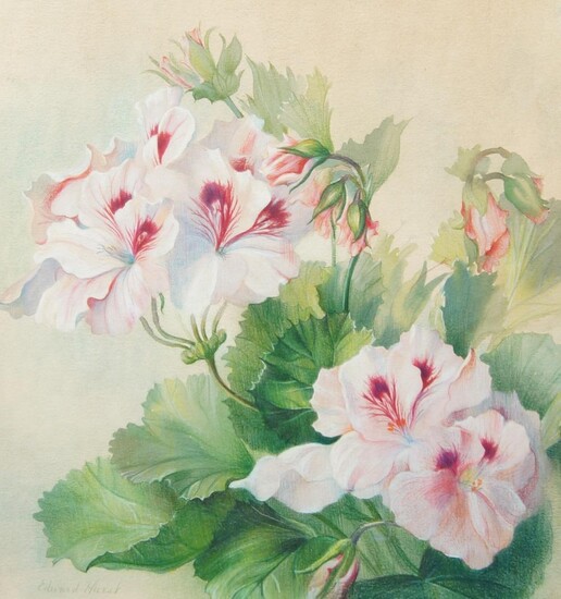 Edward Hurst, American 1912-1972- Pelargoniums; watercolour and pastel heightened with white, signed lower left, 39.5 x 37 cm. Provenance: with the Tryon Gallery, London, according to the label affixed to the reverse.