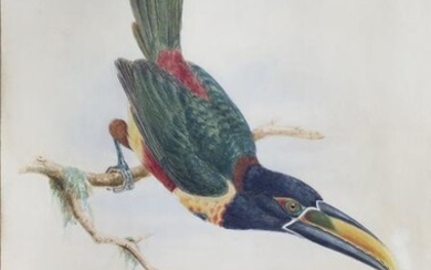 Hart Original drawing of a Toucan for John Gould