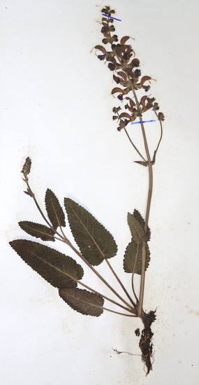 Herbarium.