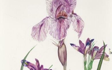 Iris Dardanus and Iris Graminea, Dame Elizabeth Violet Blackadder, D.B.E., R.A., R.S.A., R.S.W