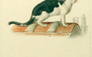 Meunier watercolor. Buffon commission, cat and cheetah