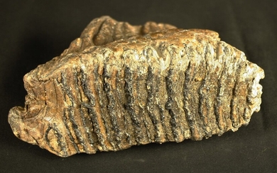 Molaire de mammouth fossile :Eléphas primigenius... - Lot 56 - FEE - Stanislas Machoïr