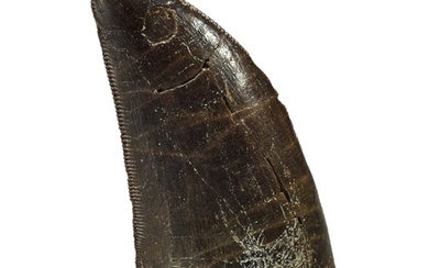 THE TOOTH OF A TYRANNOSAURUS REX