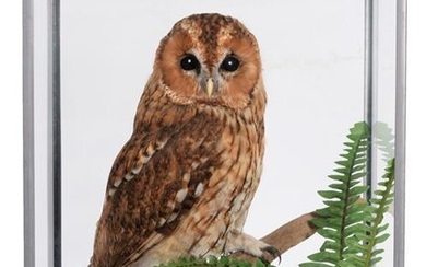 Taxidermy: A Cased Tawny Owl (Strix aluco), circa 2011, by...