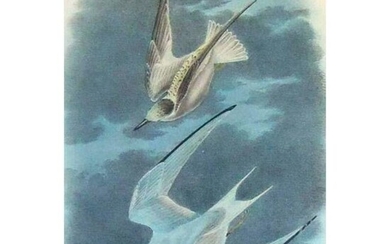 c1946 Audubon Print, #319 Least Tern