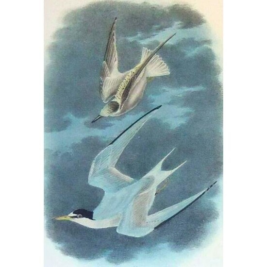 c1946 Audubon Print, #319 Least Tern