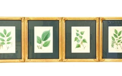 4 Framed Antique Botanical Engravings