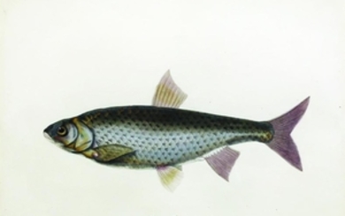 Bowdich fish watercolor, dace