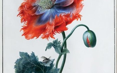 Dietzsch Gouache Watercolor Wild Poppy