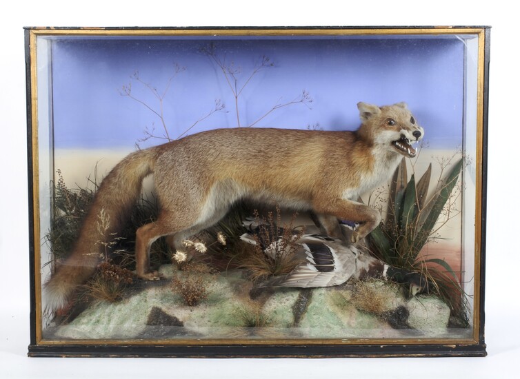 A taxidermy fox in glazed display case, early 20th century