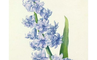 After Pierre-Jospeh Redoute, Floral Print, #66 Hyacinth