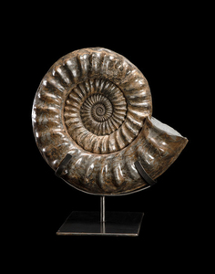Large Ammonite on Stand
