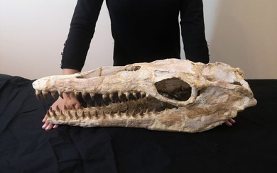 Mosasaur - Skull - 18×16×56 cm
