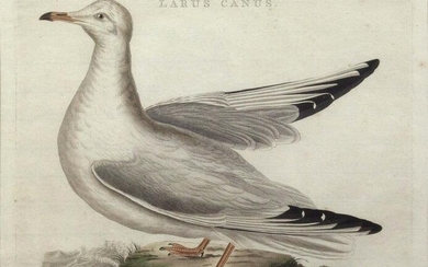 Nozeman Engraving of a Black-Headed Gull