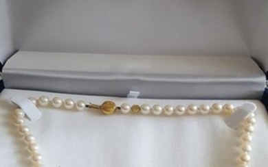 Schoeffel - 18 kt. Akoya pearls, Yellow gold - Necklace
