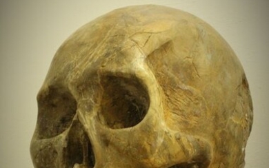 Sculpture, large skull, memento mori - 52cm - Marble - XVIII / XIX century