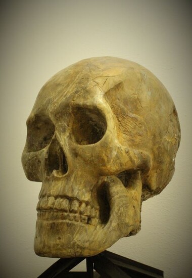 Sculpture, large skull, memento mori - 52cm - Marble - XVIII / XIX century