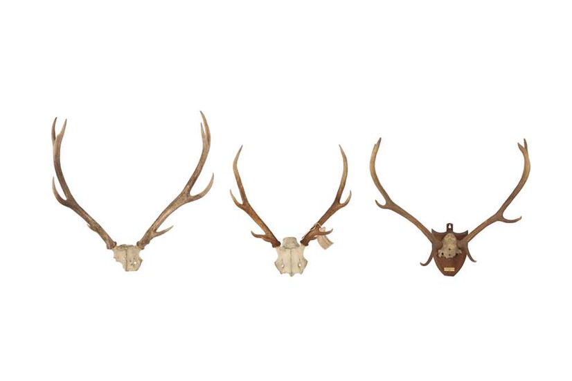 THREE SETS OF DEER ANTLERS INCLUDING ONE DATED 1904