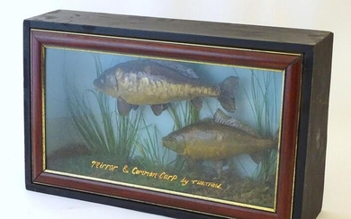 Taxidermy: a mid-20thC mount of Mirror and Common carp