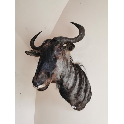 19th. C. taxidermy black wildebeest head. { 84cm H X 57cm W ...